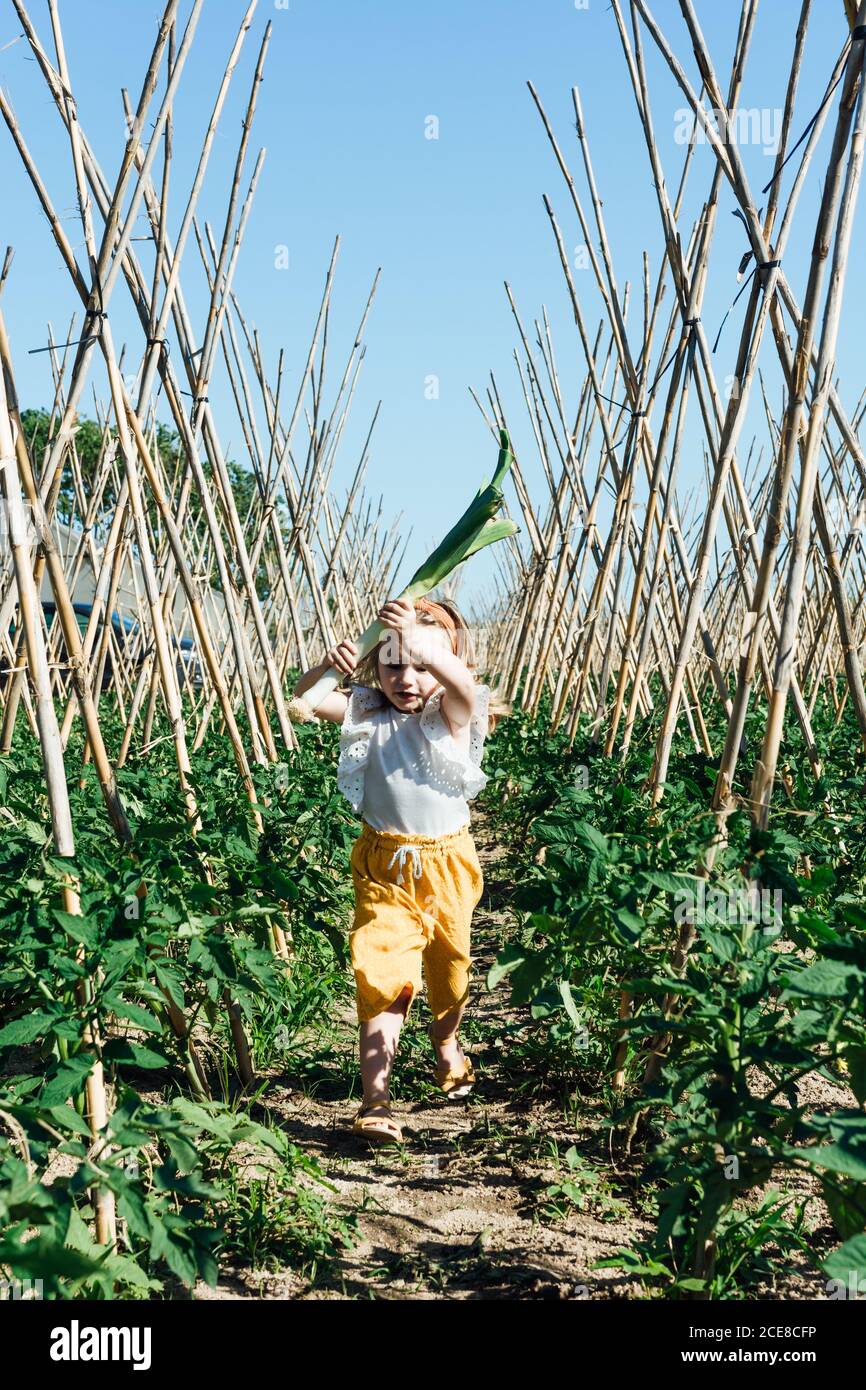 Kleines Kind in Freizeitkleidung läuft auf Weg mit großen Lauch-Stiel zwischen grünen Tomatenbäumen und Holzstäben Unter blauem Himmel im Sommer Stockfoto