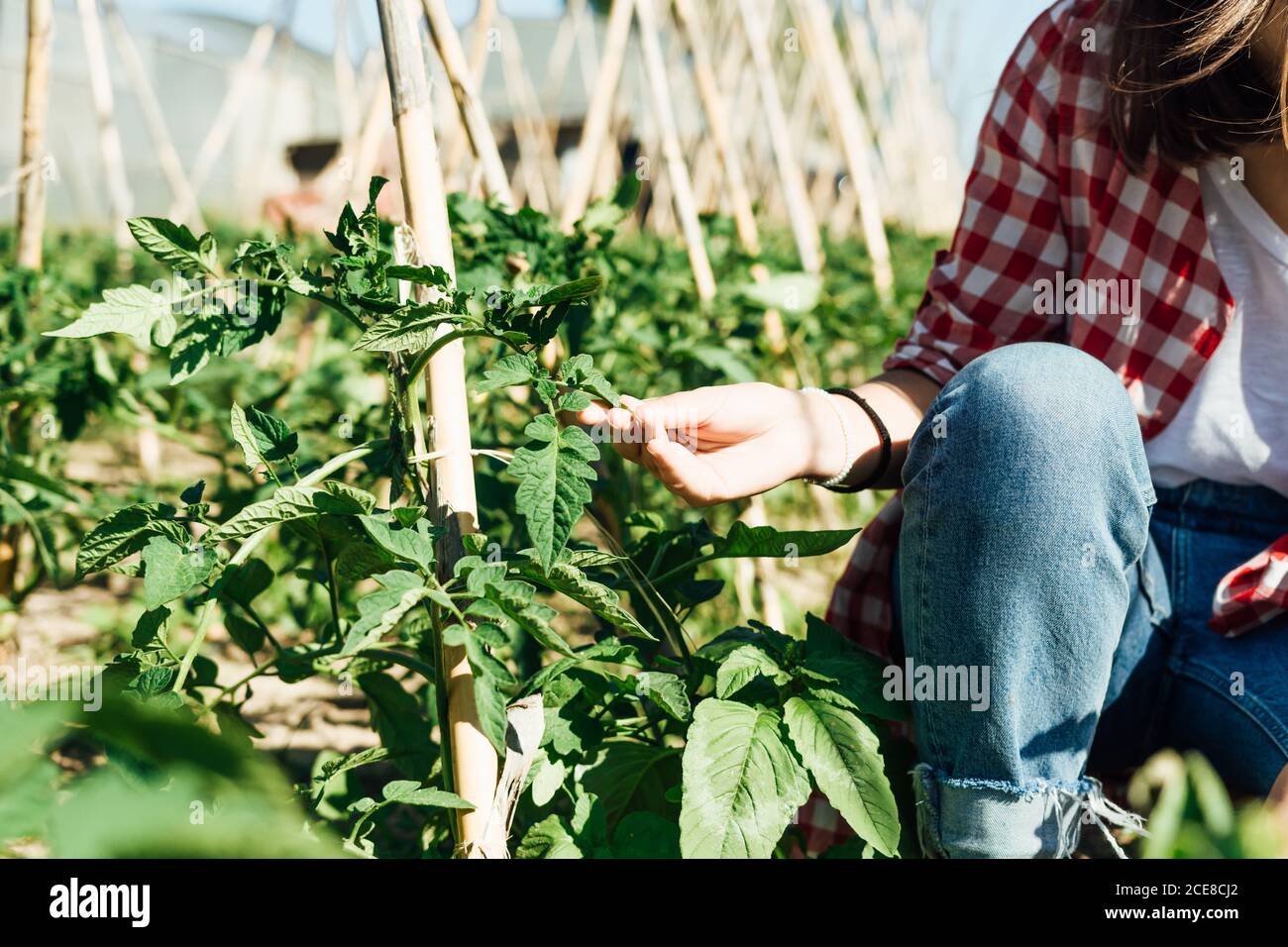Crop unkenntlich weibliche Gärtner in Casual tragen hocken beim Berühren Stacheliges grünes Blatt Tomatenstrauch in der Nähe Holzstab in Sommerzeit Stockfoto
