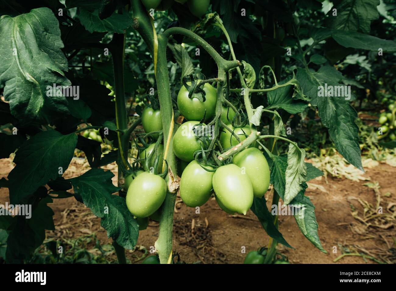 Von oben der Bund von ovalen unreifen Tomaten wächst auf Dickes Stiel auf Busch mit großen Blättern über sandigem Gelände Im Gewächshaus Stockfoto