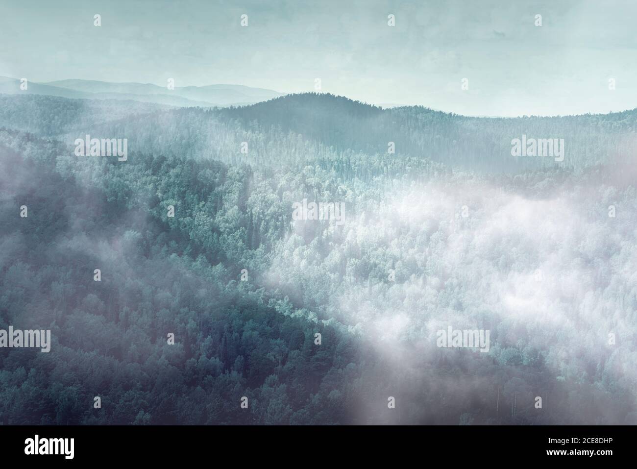 Geheimnisvoller Nebelwald, Nebel über dunklem Wald Stockfoto