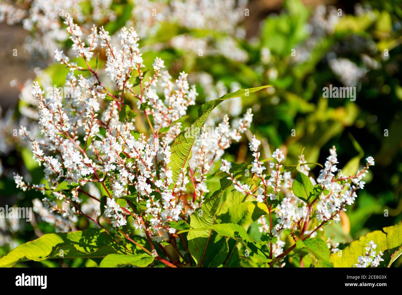 Blühende Japanische Knotweed gedeiht im Spätsommer an einem Bach in der Grafschaft Donegal, Irland. Stockfoto