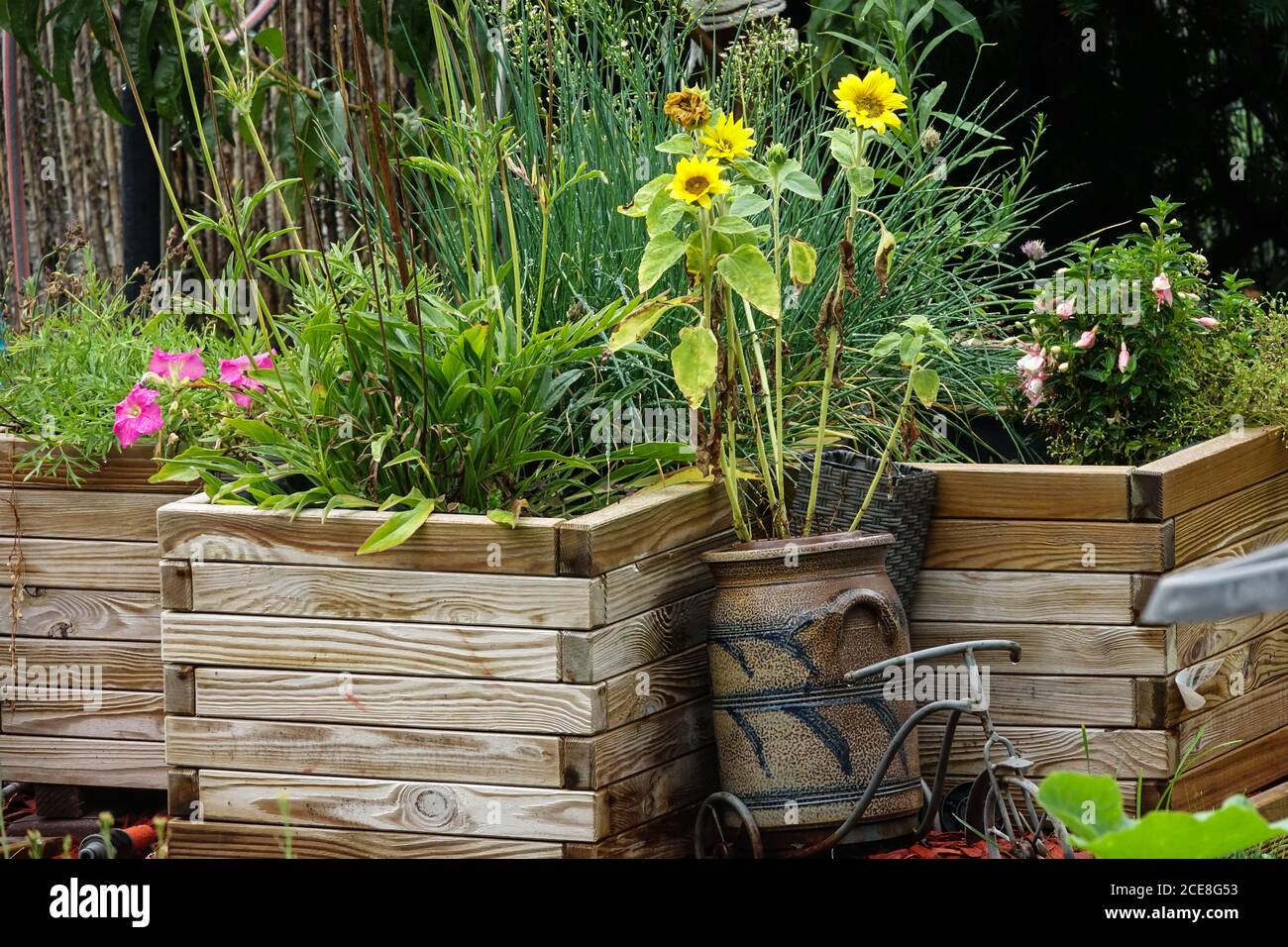 Hochbeet aus Holz mit Pflanzen im Garten Hochbeet Garten Sonnenblumen in einem Topf Stockfoto