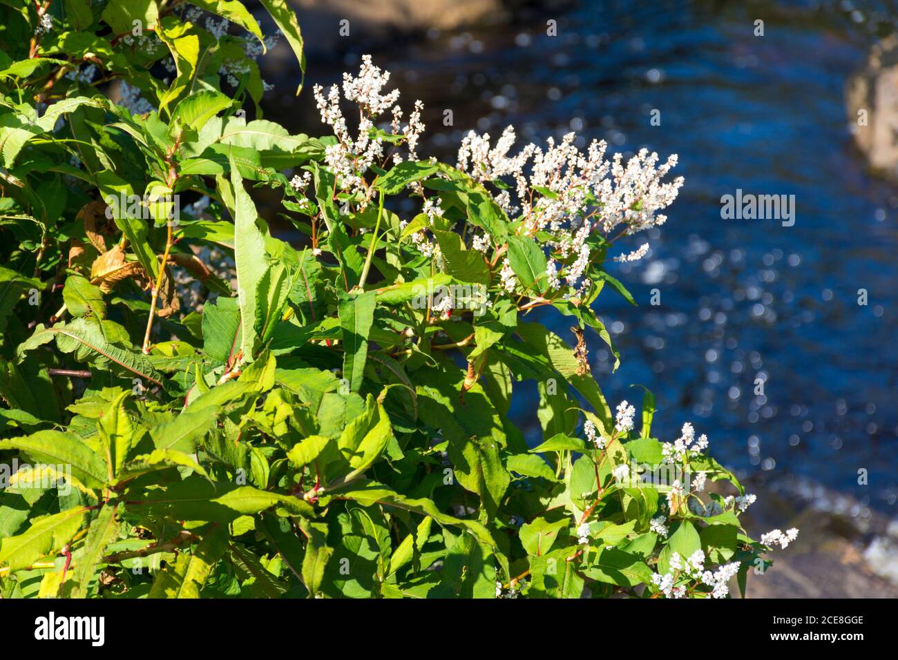 Blühende Japanische Knotweed gedeiht im Spätsommer an einem Bach in der Grafschaft Donegal, Irland. Stockfoto