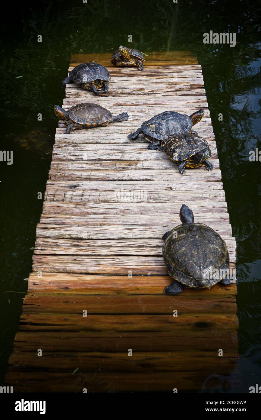 Vertikale Aufnahme von östlichen Flussgurten auf einer Holzbrücke Über einen Fluss Stockfoto