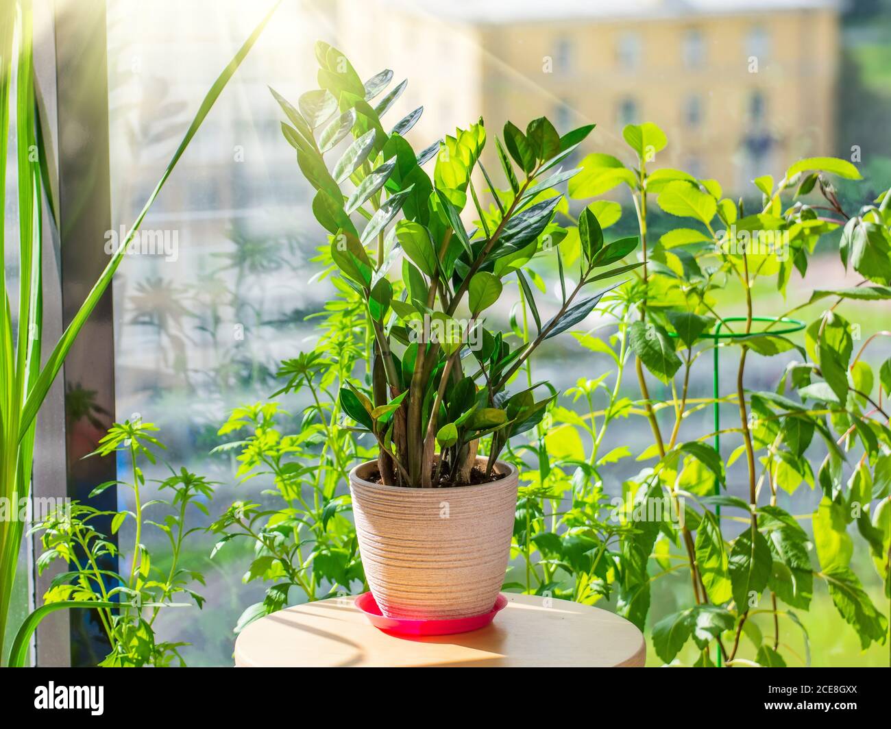 Zamioculcas Pflanzen in einem Topf auf einem Tisch im Sommerhaus einer Wohnwohnung, die von der hellen Sonne, vor dem Hintergrund der Häuser und Th beleuchtet wird Stockfoto