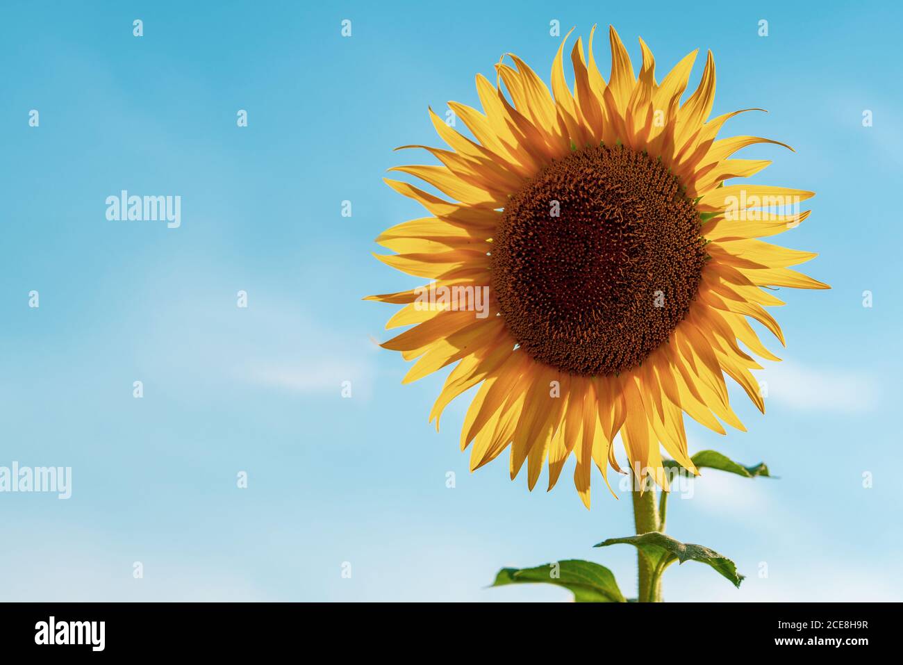Nahaufnahme Gelbe Sonnenblume gegen den blauen Himmel. Landwirtschaftliches Konzept mit gelben Sonnenblumen. Hochwertige Fotos Stockfoto