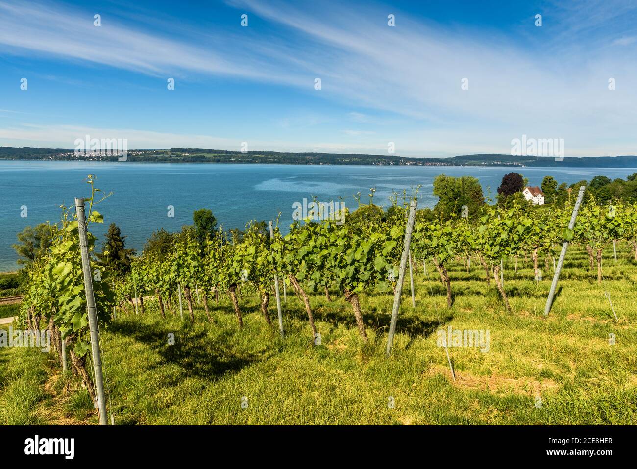 Blick über die Weinberge zum Bodensee, Uhldingen-Mühlhofen, Baden-Württemberg, Deutschland Stockfoto