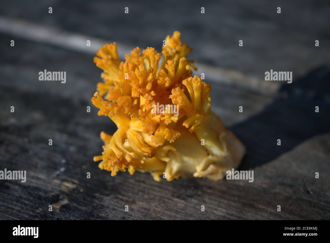 Essbarer Pilz Ramaria flava auf dem Hintergrund eines alten Holztisches Nahaufnahme. Stockfoto
