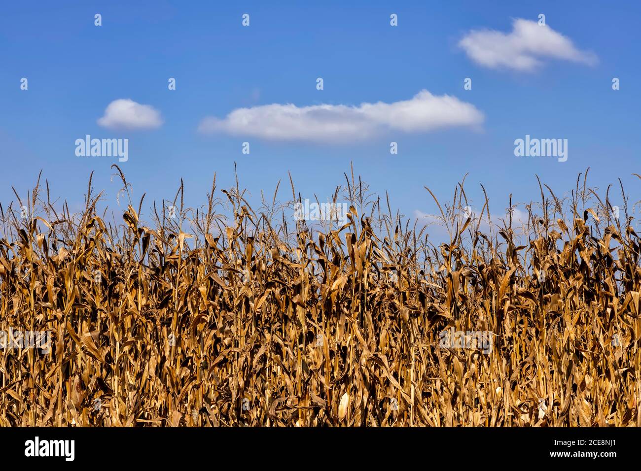 Reihen von reifen goldenen Mais auf einem Hintergrund des blauen Himmels mit Wolken. Israel Stockfoto