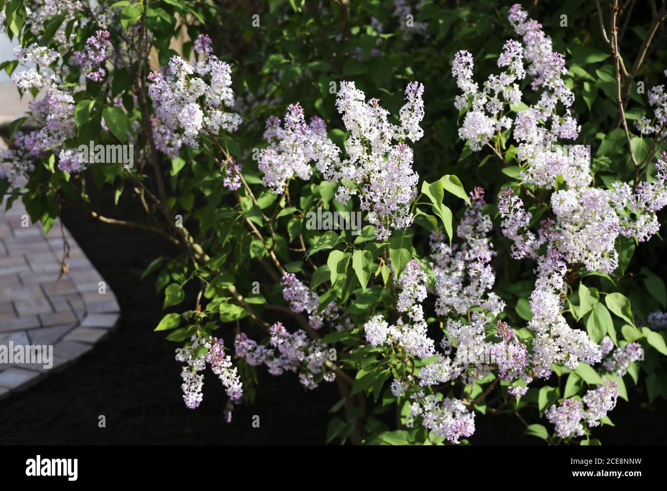 Gemeiner Flieder (Syringa-vulgaris-Hybride) Stockfoto