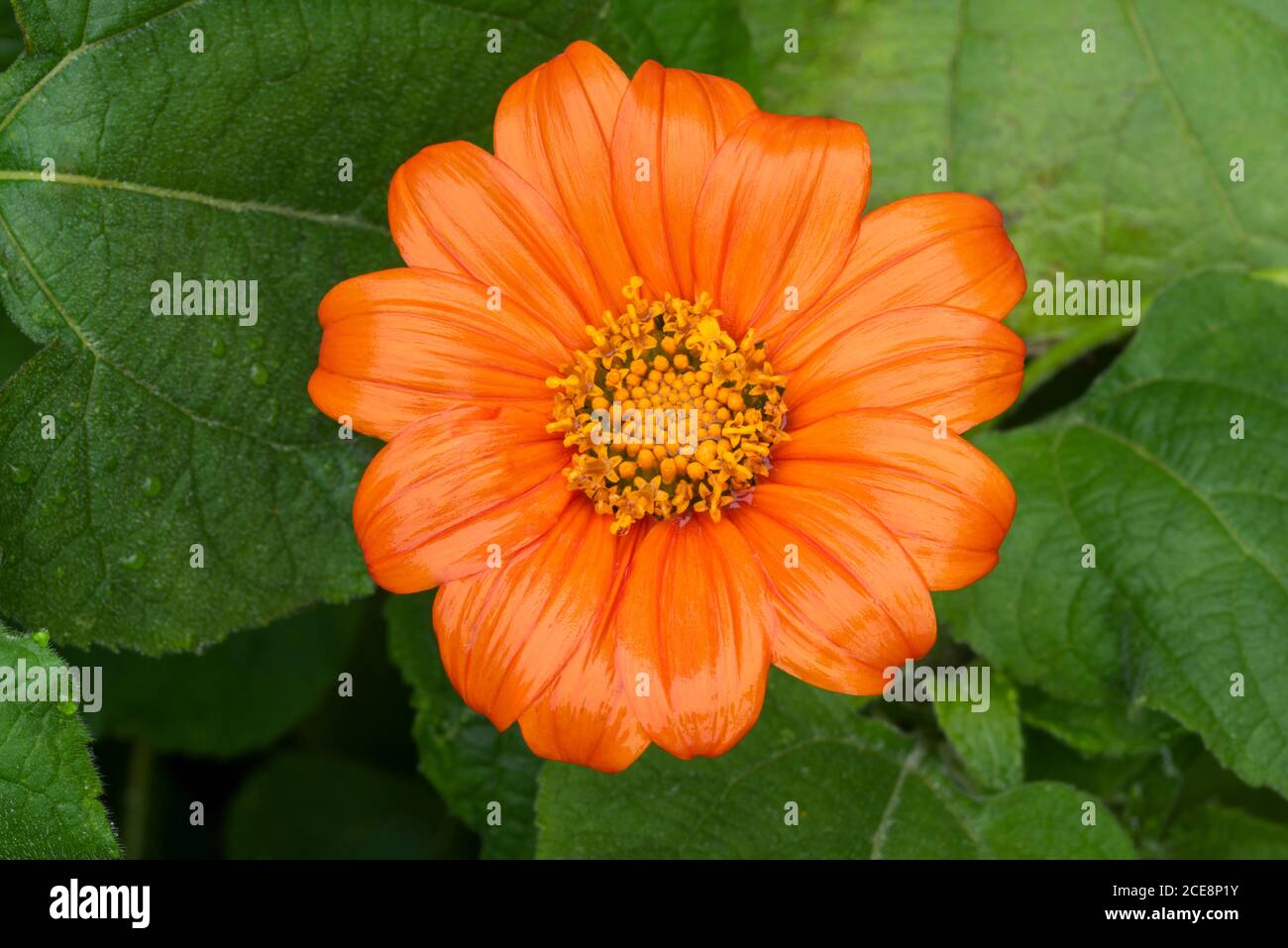 Nahaufnahme der einzelnen Blume von leuchtend orange mexikanische Sonnenblume, Tithonia rotundifolia ‘Goldfinger’, nass mit Regen. Große dunkelgrüne Blätter hinten. Stockfoto