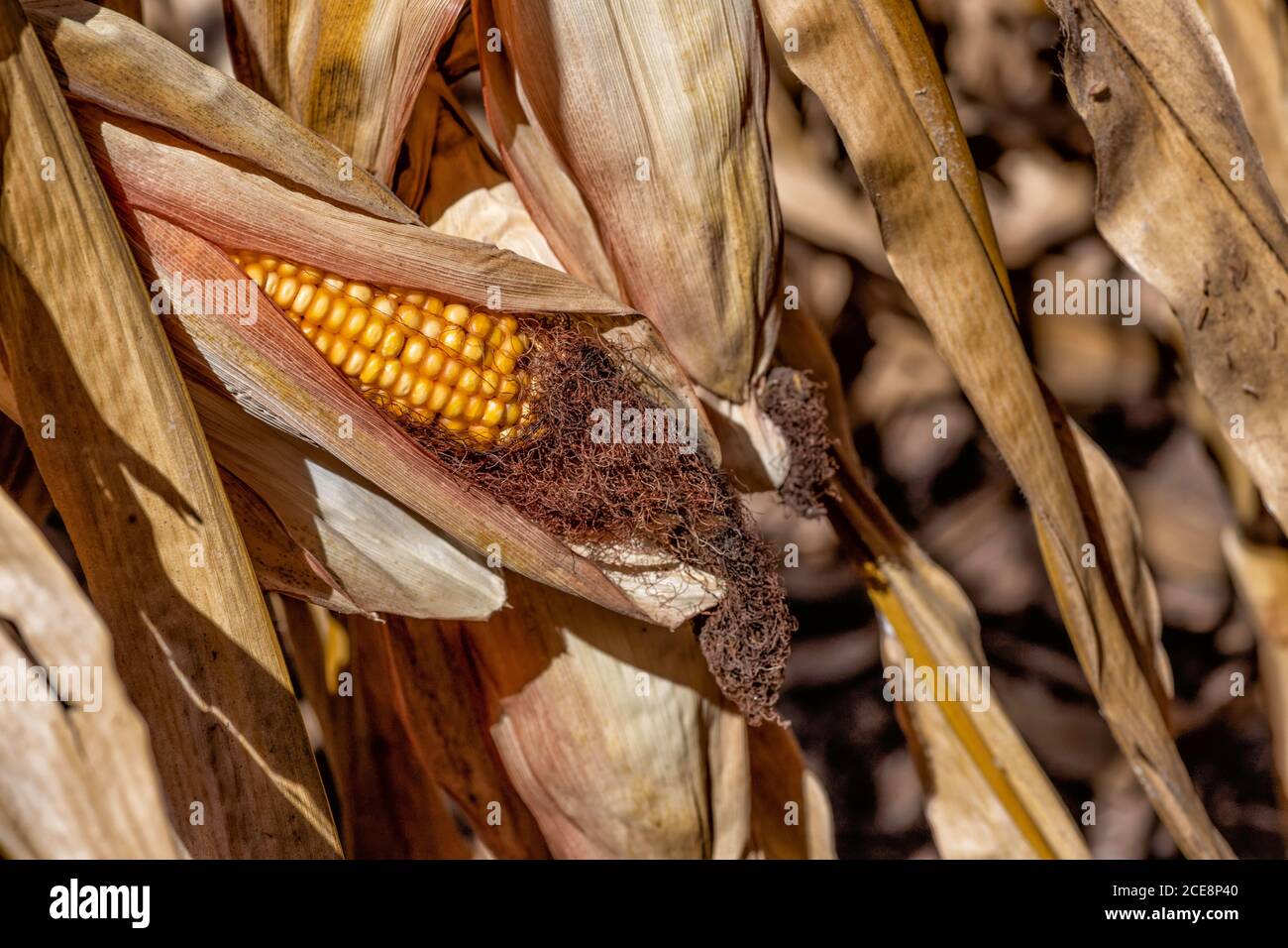 Koben von reifen goldenen Mais in trockenem Laub aus nächster Nähe Stockfoto