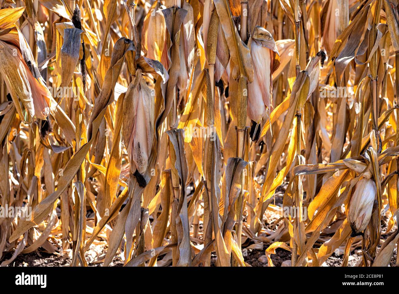Trockene Stiele und Kugeln von reifen goldenen Mais in der Nahaufnahme der Hintergrundbeleuchtung Stockfoto
