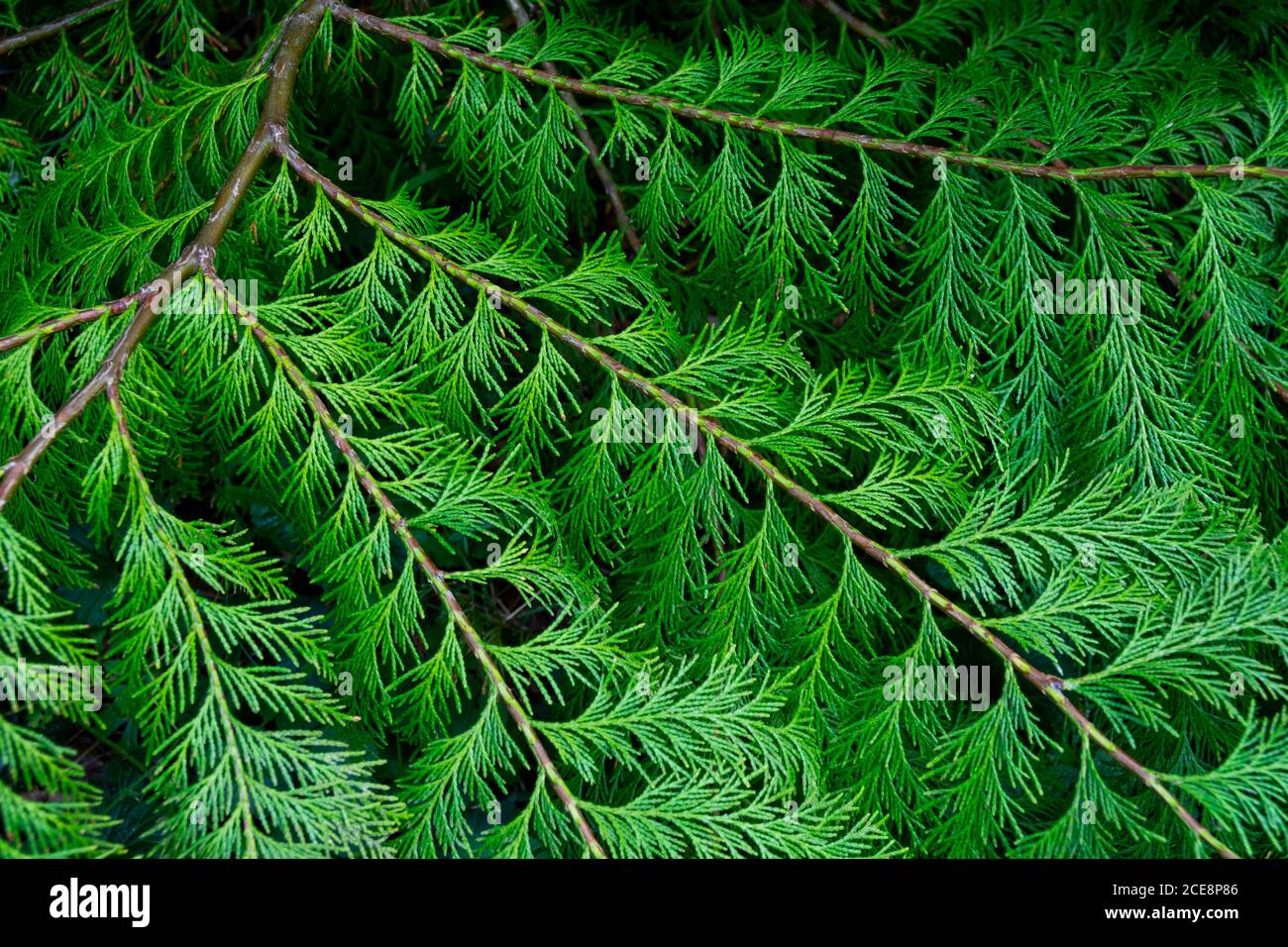 Eine Zusammenfassung eines Baumes, zeigt die schönen Muster, die von der Natur geschaffen werden Stockfoto