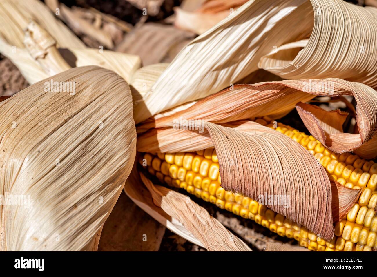 Koben von reifen goldenen Mais in trockenem Laub aus nächster Nähe Stockfoto
