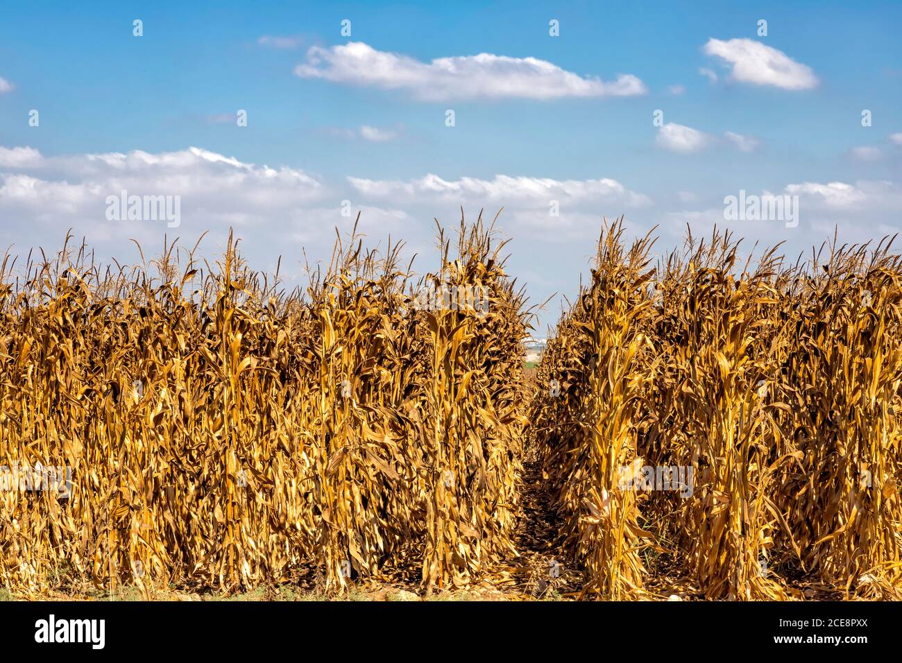 Reihen von reifen goldenen Mais auf einem Hintergrund des blauen Himmels mit Wolken. Israel Stockfoto