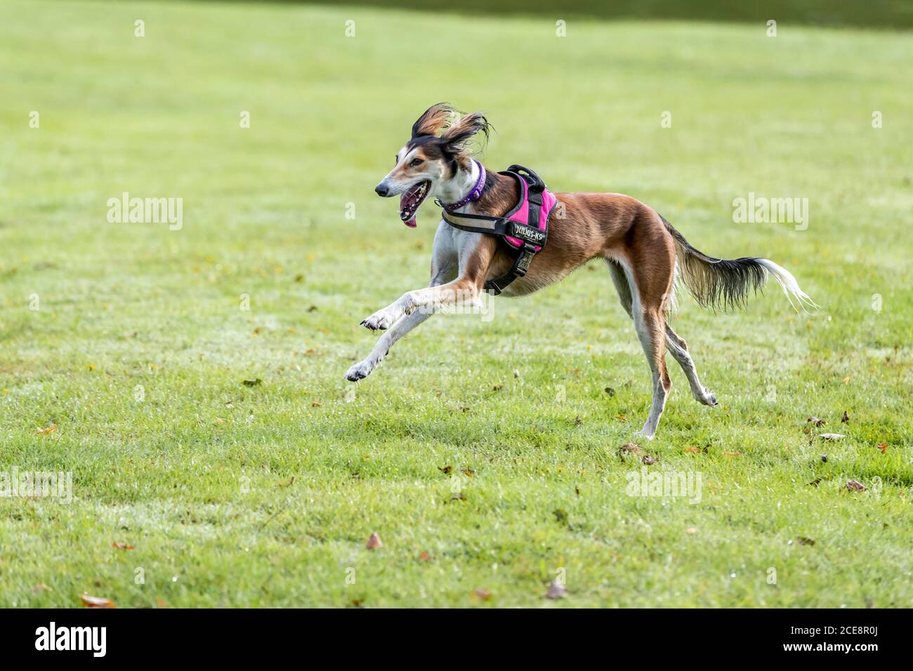 Ein Saluki, der auf seinem morgendlichen Spaziergang in Abington Park, Northampton, England, England, herumläuft. Stockfoto