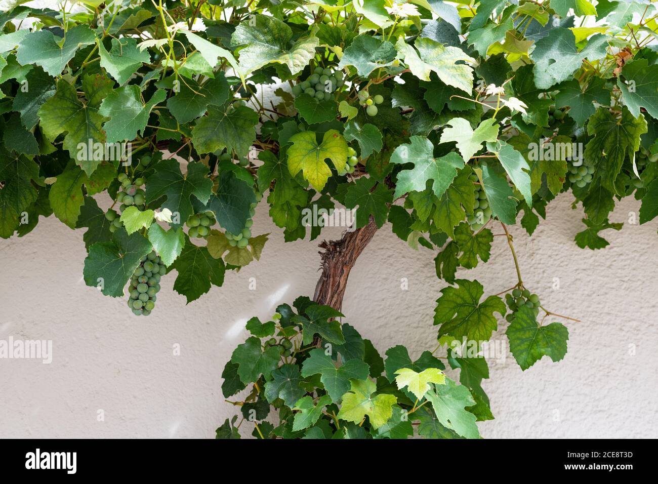 Weinrebe mit weißen Trauben wächst gegen weiß bemalte Wand - Deutschland Stockfoto