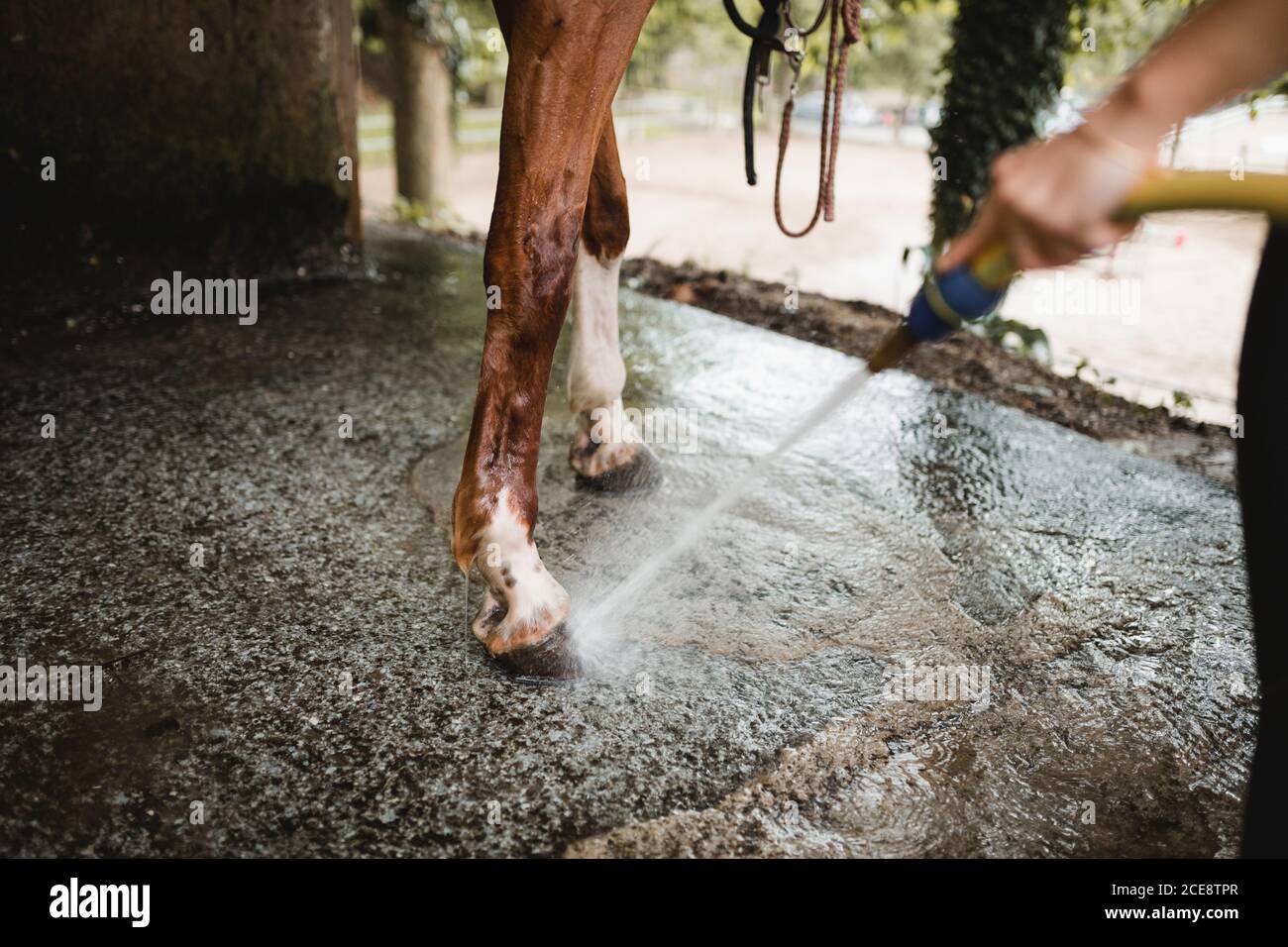 Abgeschnittene Ansicht des nicht erkennbaren Jockeys in Reitstiefeln und Hut Im Stall stehen und Pferd vom Schlauch waschen Stockfoto