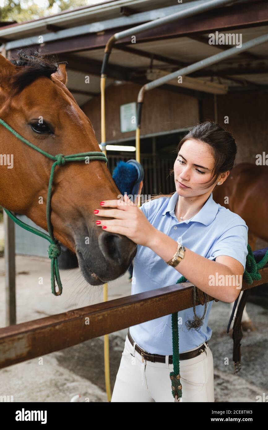 Seitenansicht der geschäftigen weiblichen Reiter in der Nähe von Scheune und stehen Pflege gehorsames Pferd mit Pinsel Stockfoto