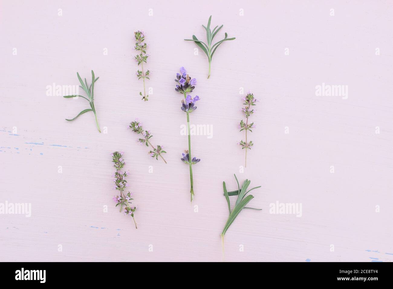 Blühende Lavendel- und Thymiankräuter auf rosafarbenem Tisch. Gesunde Kräuterblumen und Blätter Muster Zusammensetzung. Dekorative florale Hintergrund, Web-Banner Stockfoto