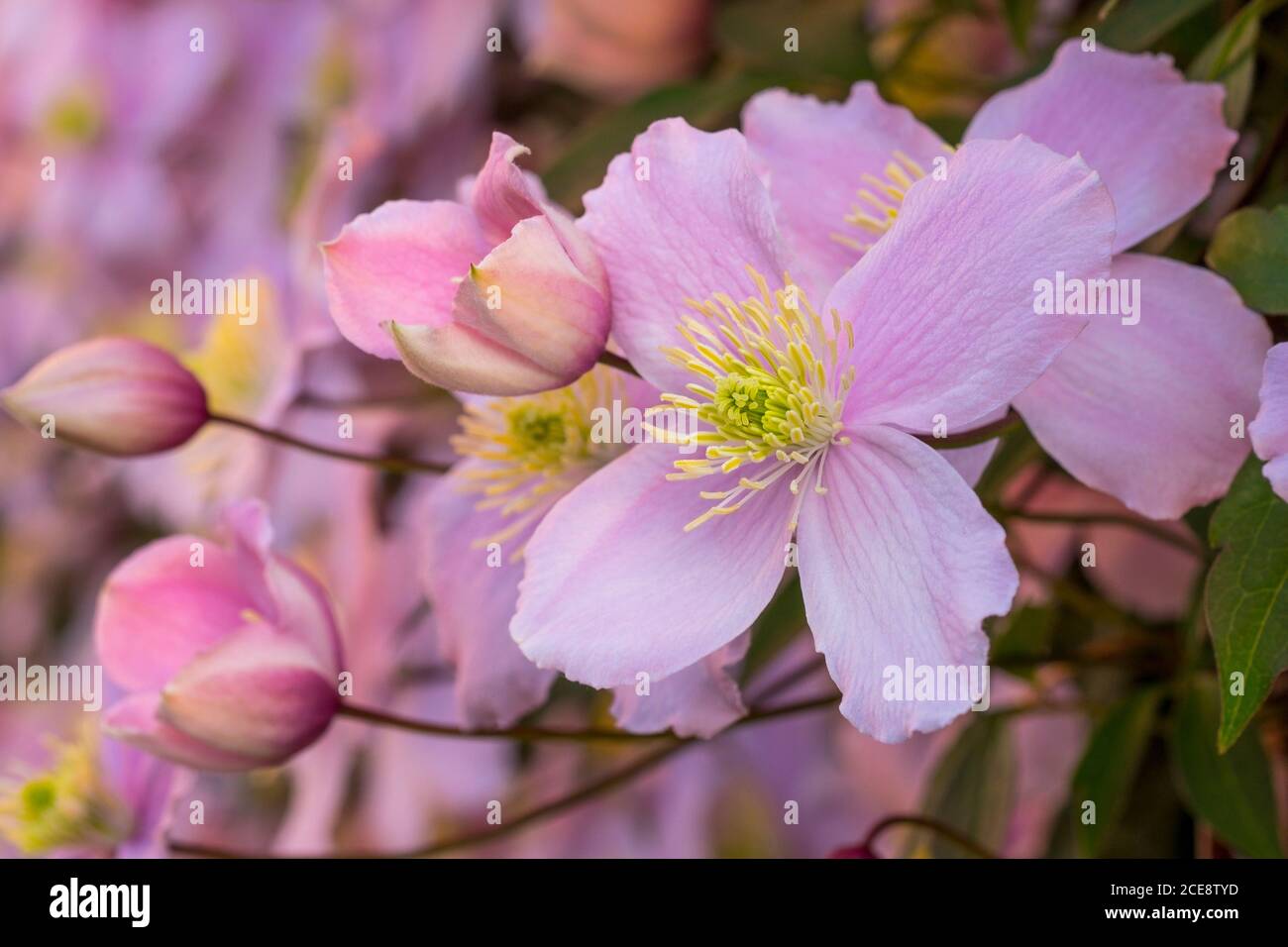 Eine große Clematis montana in voller Blüte. Stockfoto
