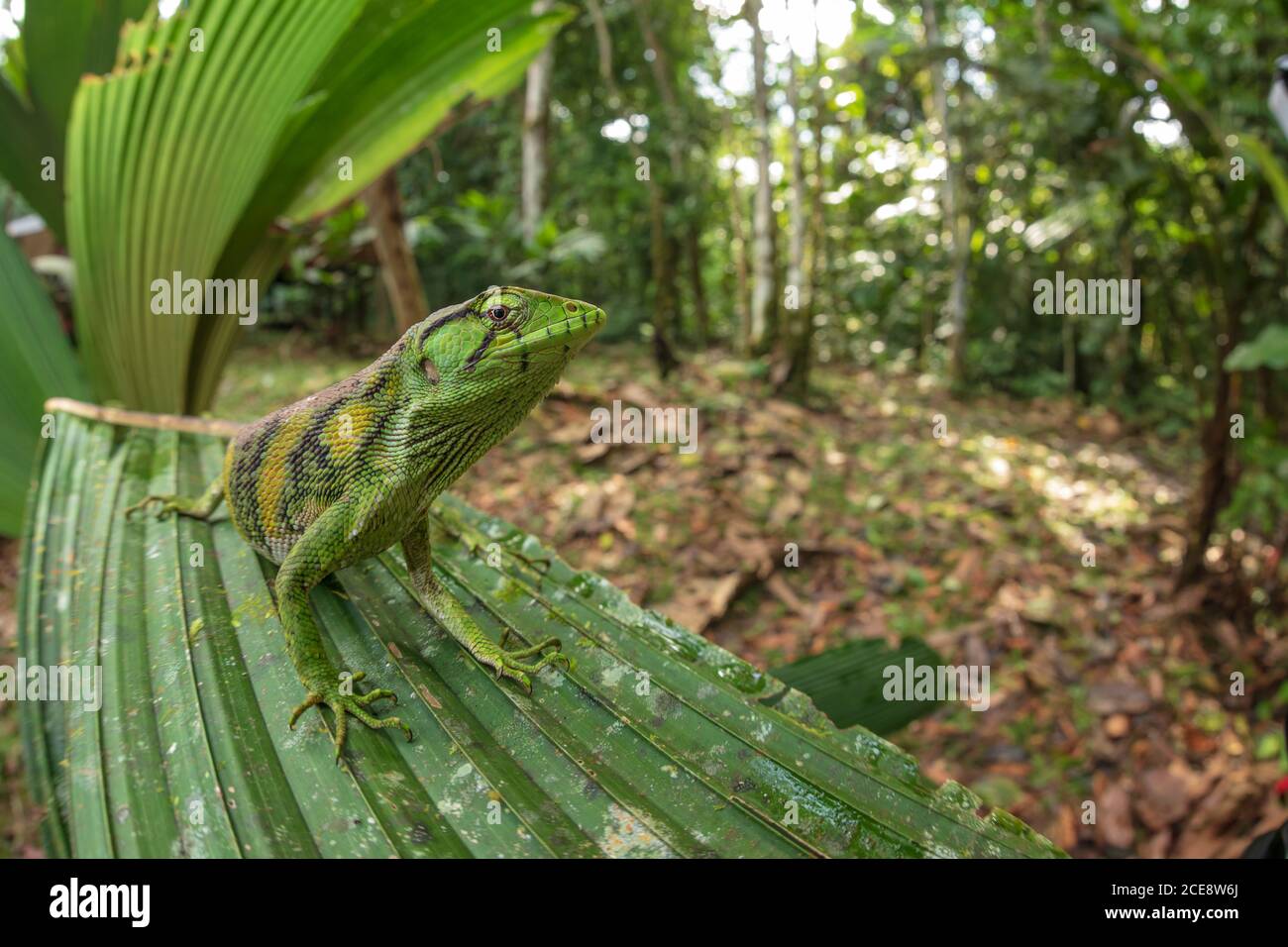 Nahaufnahme der Polychrus marmoratus-Eidechse, auch bekannt als Berthold-Busch Anole oder Affe Schwanz Anole sitzt auf grünen Pflanze in Natur Stockfoto