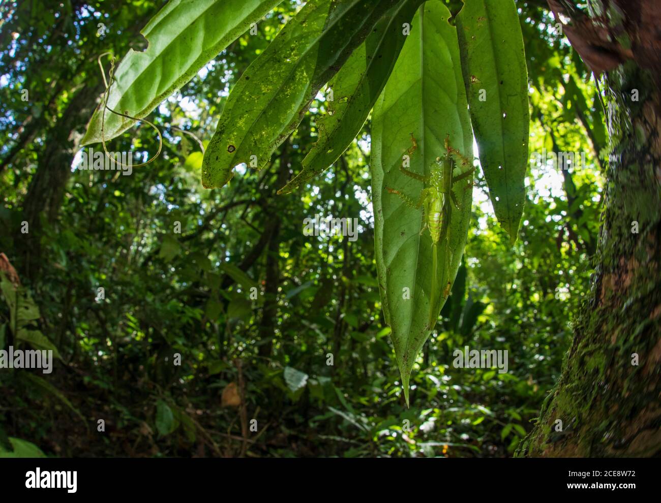 Große grüne Busch-Cricket oder Tettigonia viridissima sitzen auf großen grünen Blatt des Baumes im Wald Stockfoto