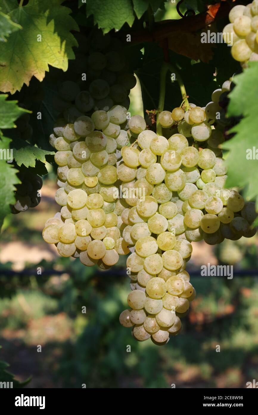 Trauben von weißen Trauben für den Weinbau für die Herstellung von Wein, Detail Stockfoto