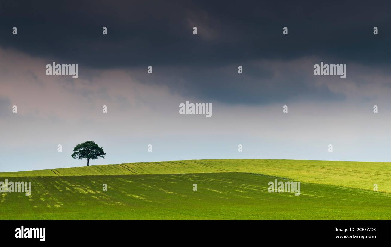 Ein Sommersturm zieht über einen eineineinölfen Baum am Horizont. Stockfoto