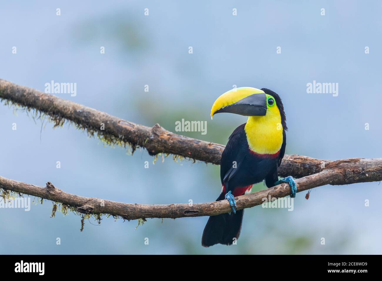 Wunderschöner Tukan, der auf einem Baum sitzt Stockfoto