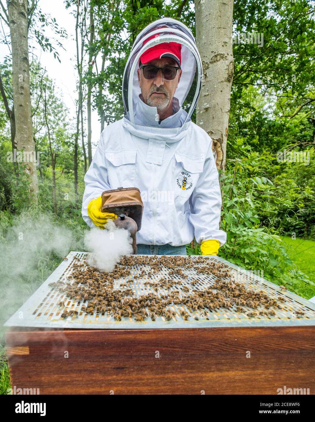 Ein Imker benutzt einen Raucher, um den Bienenstock zu beengen. Stockfoto