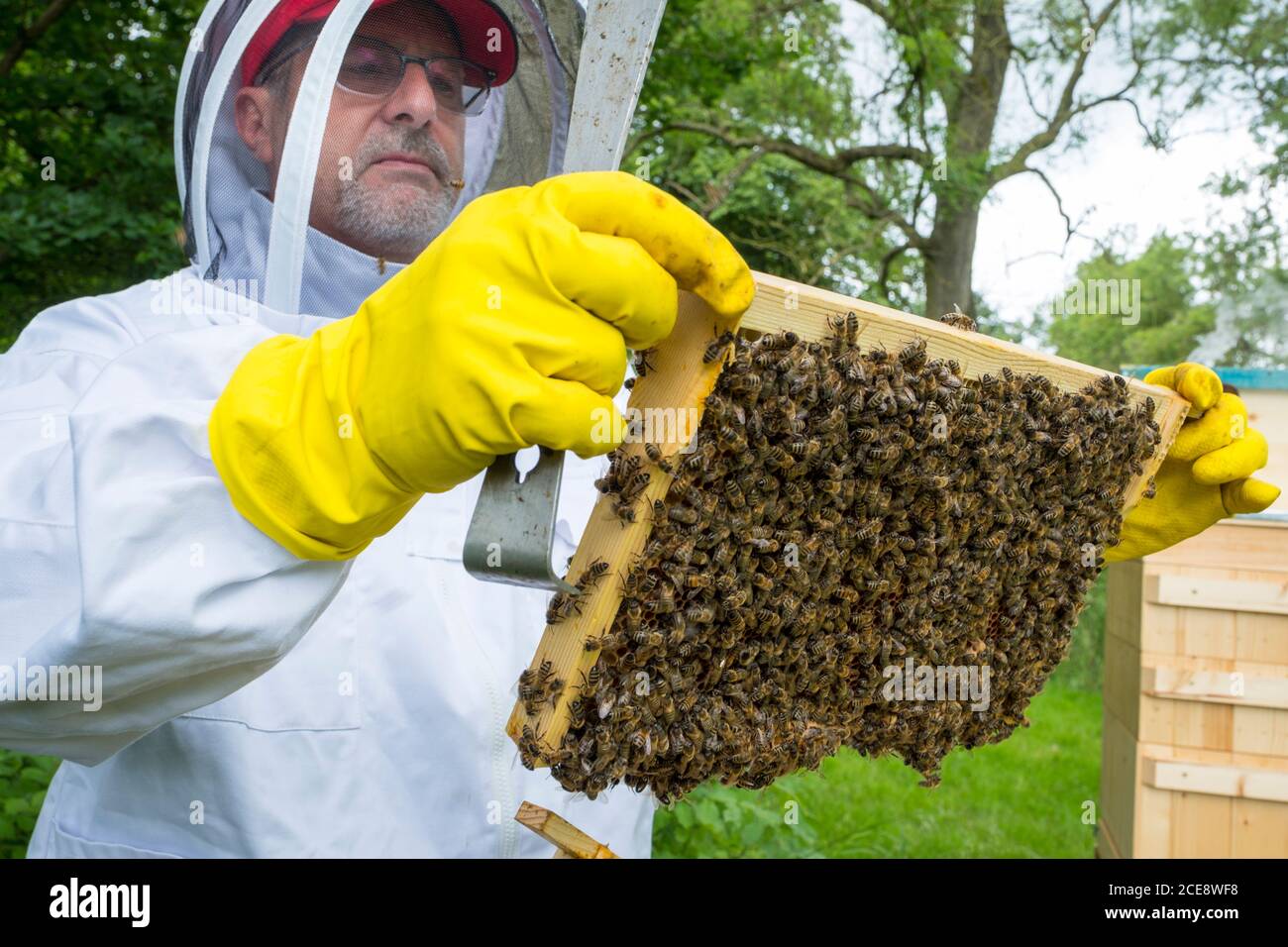 Ein Imker untersucht einen Rahmen aus seinem Bienenstock. Stockfoto