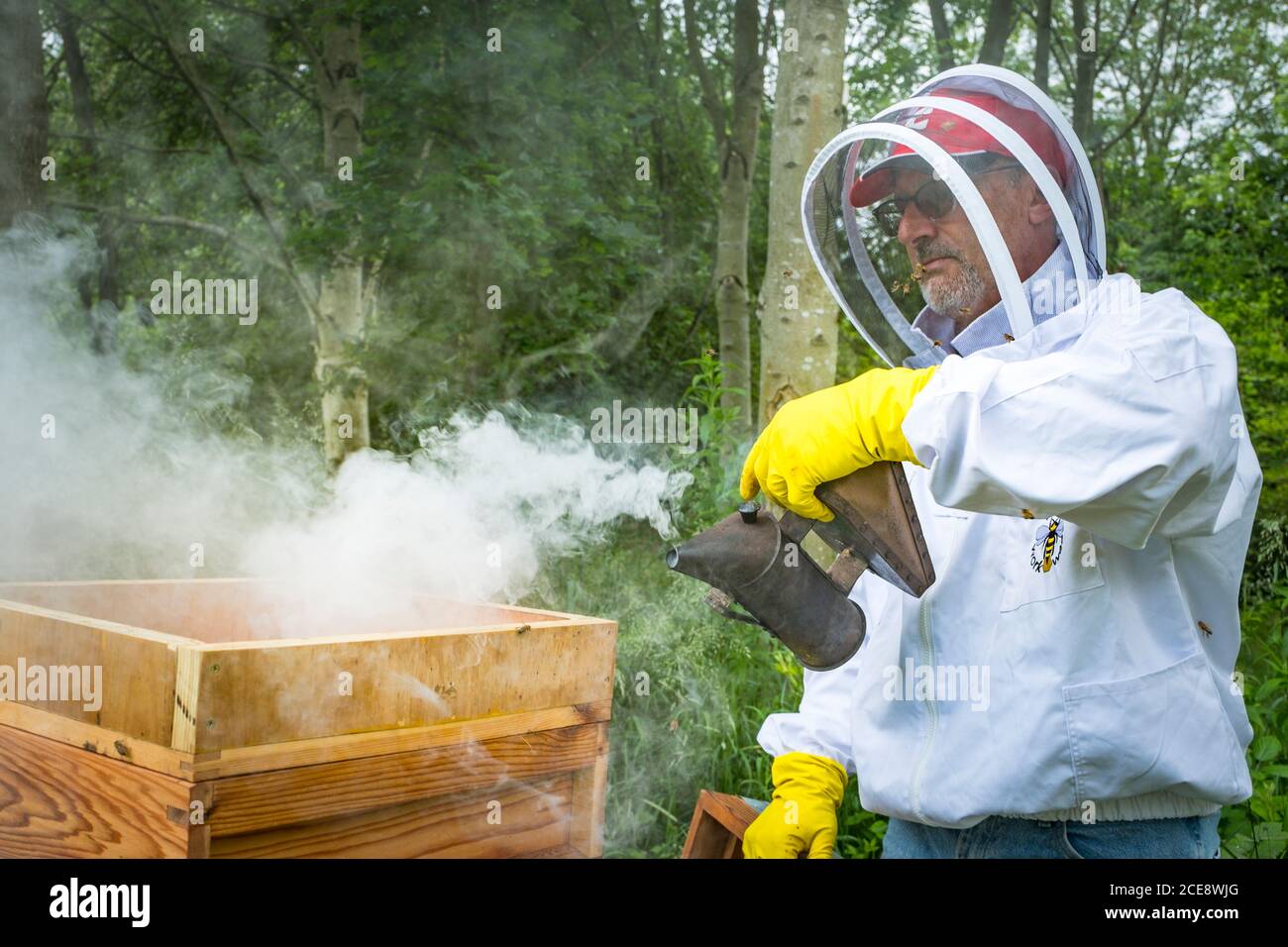 Ein Imker benutzt einen Raucher, um den Bienenstock zu beengen. Stockfoto