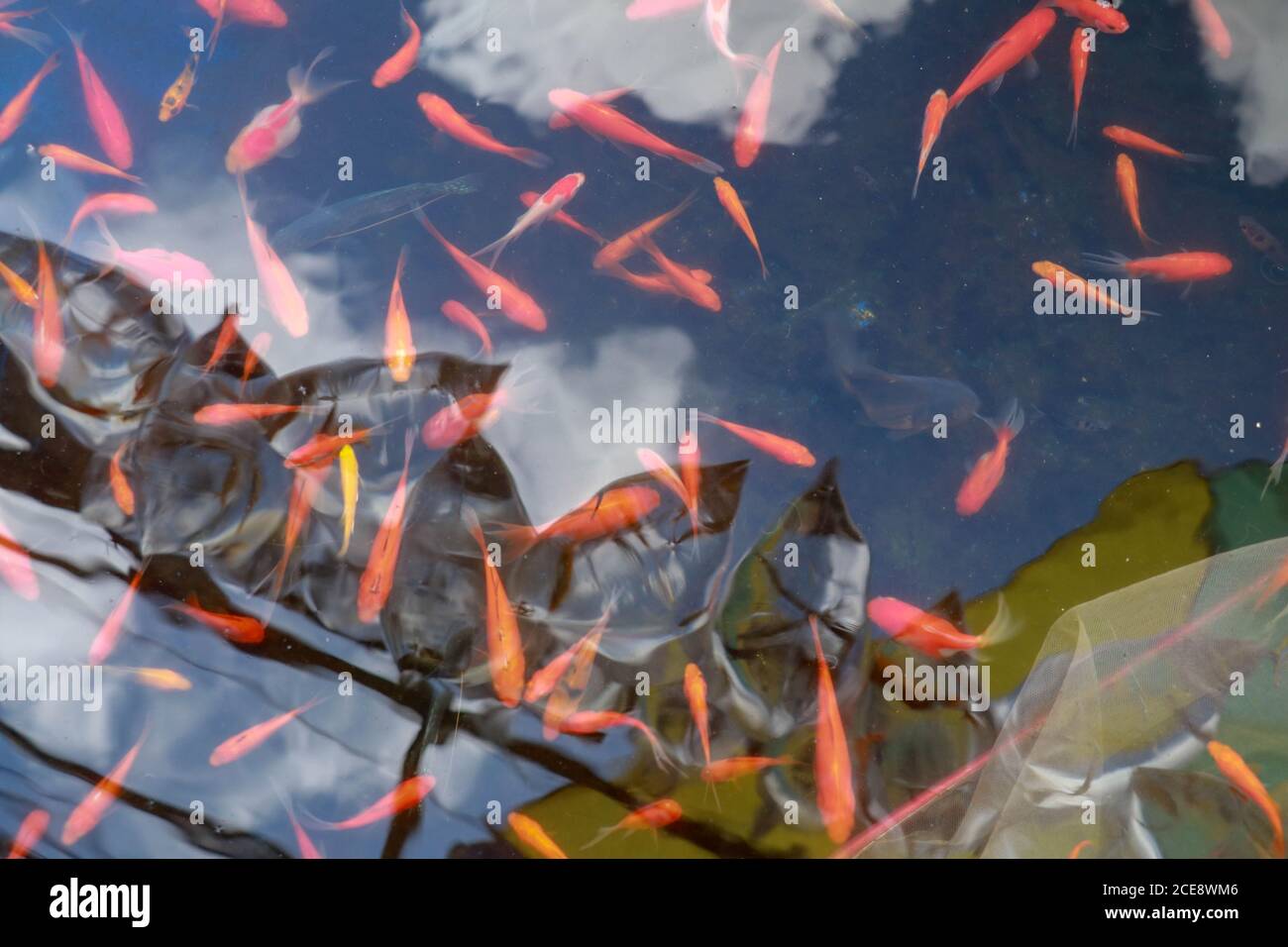 Bunte charmante Koi Karpfenfische bewegen sich in Teich mit Schatten