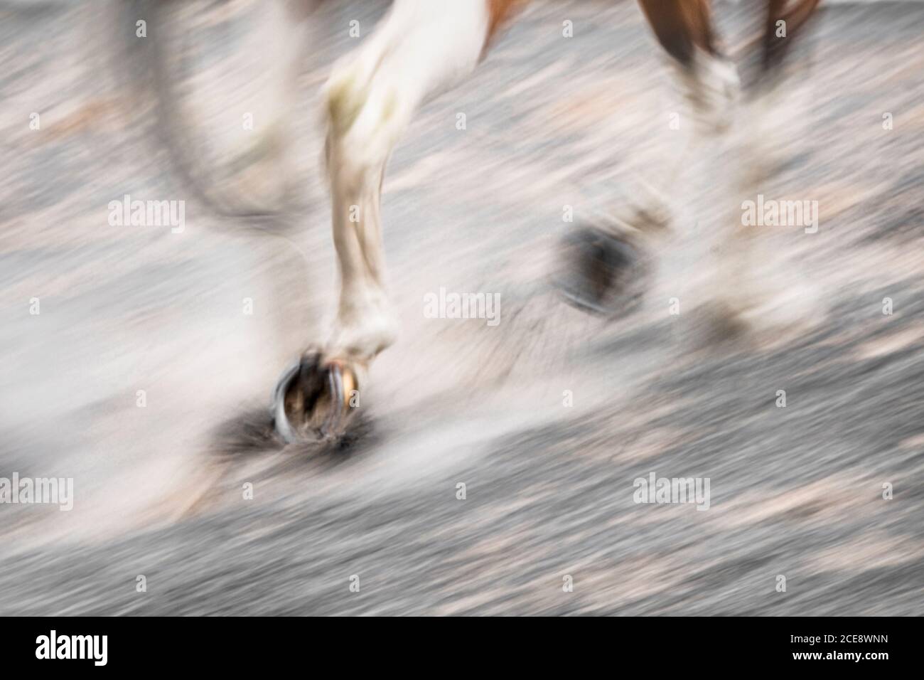 Ein Pferd hufe beim Galoppieren. Stockfoto