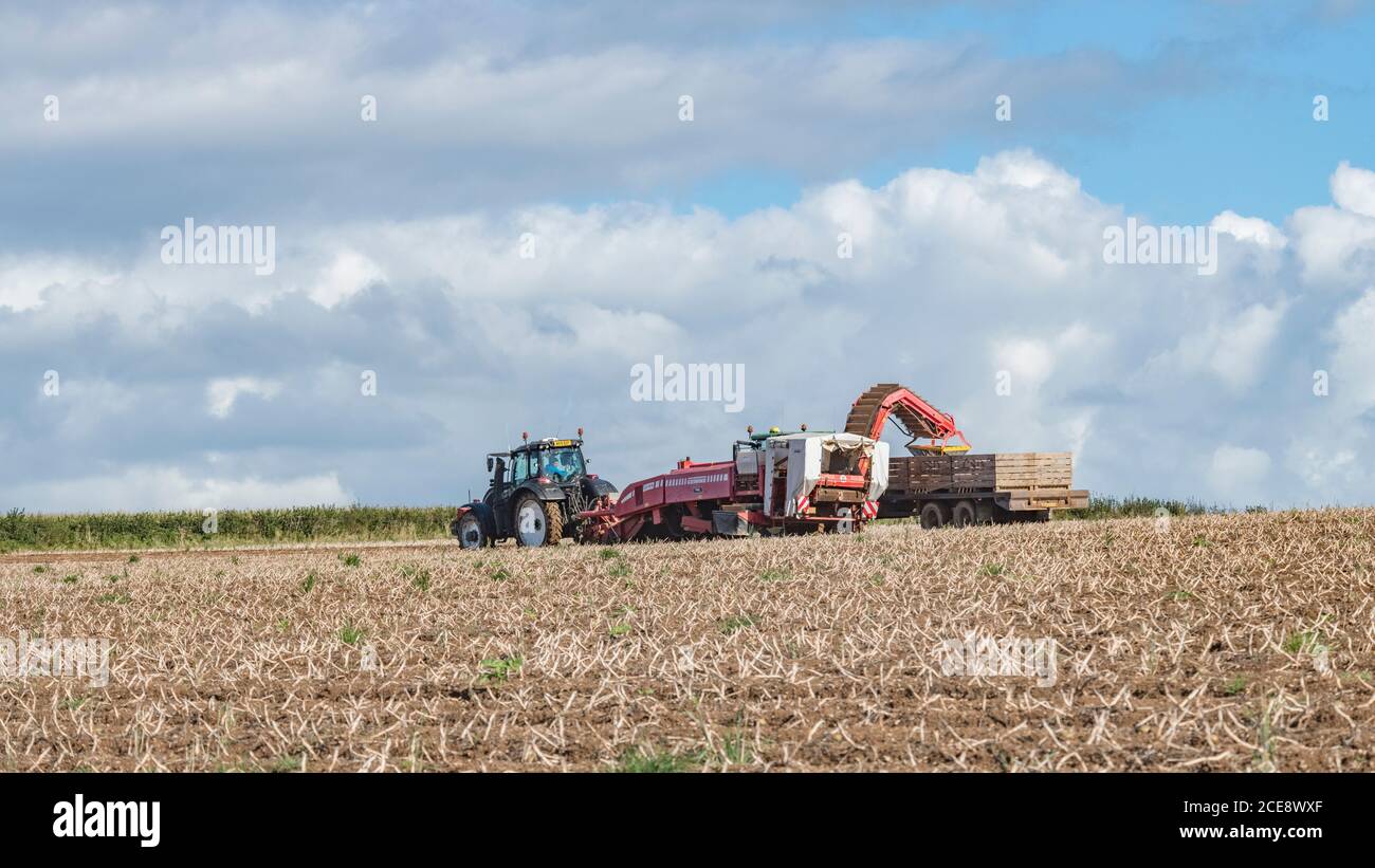 2020 UK Kartoffelernte mit Grimme Kartoffelerntemaschine gezogen von Valtra Traktor, gegen wolkig blaue Skyline gesetzt. Feld 16:9 Querformat. Stockfoto