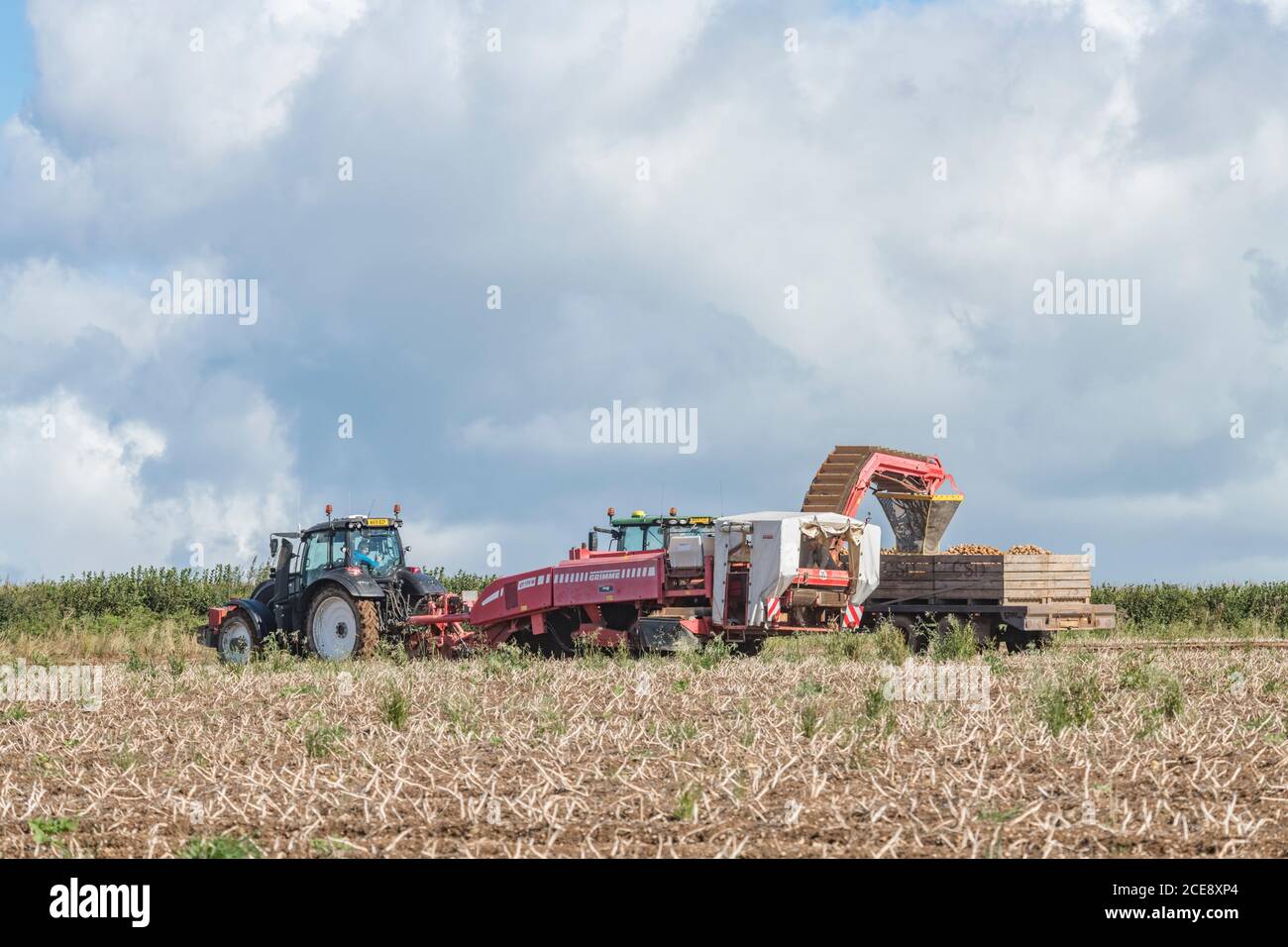 2020 UK Kartoffelernte mit Grimme Kartoffelerntemaschine gezogen von Valtra Traktor & Anhänger gezogen von Claas Arion 640 Traktor. Britische Lebensmittelerzeuger. Stockfoto