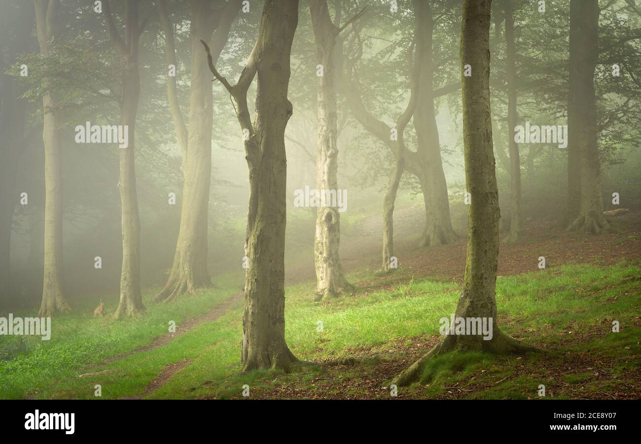 Eine neblige Waldszene im Otley Chevin Forest Park wird durch die unerwartete Zugabe eines Hasen, der in den Rahmen gequattert verstärkt. Stockfoto