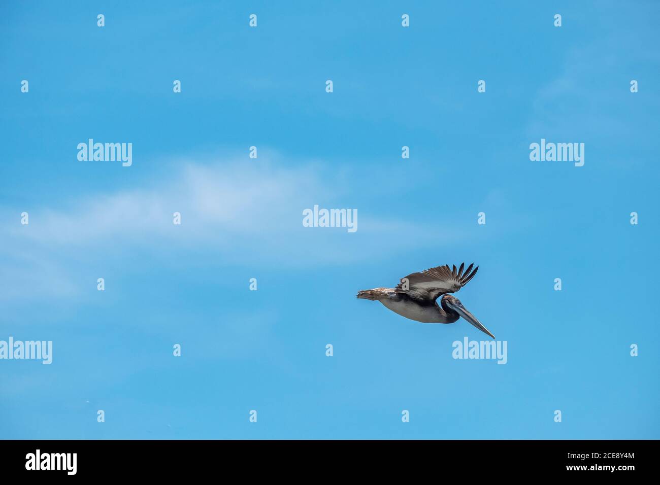 Ein Pelikan fing an, alleine auf den klaren blauen Himmeln der Ballestas Inseln zu fliegen. Stockfoto Ein Pelikan fing an, alleine auf den klaren blauen Himmeln der Ballestas Inseln zu fliegen. Stockfoto