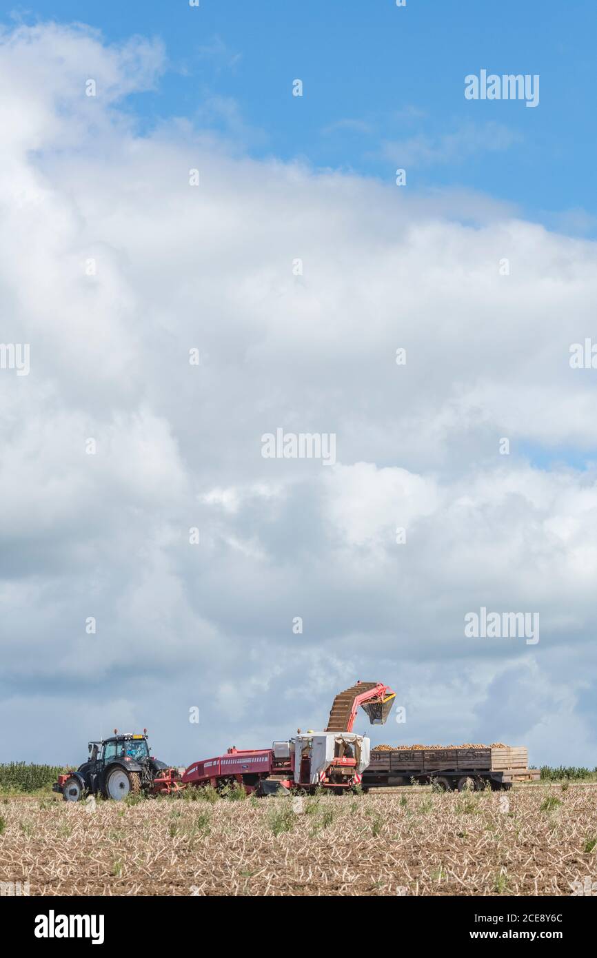 2020 UK Kartoffelernte mit Grimme Kartoffelerntemaschine gezogen von Valtra Traktor, gegen wolkig blaue Skyline gesetzt. Britische Lebensmittelerzeuger. Stockfoto