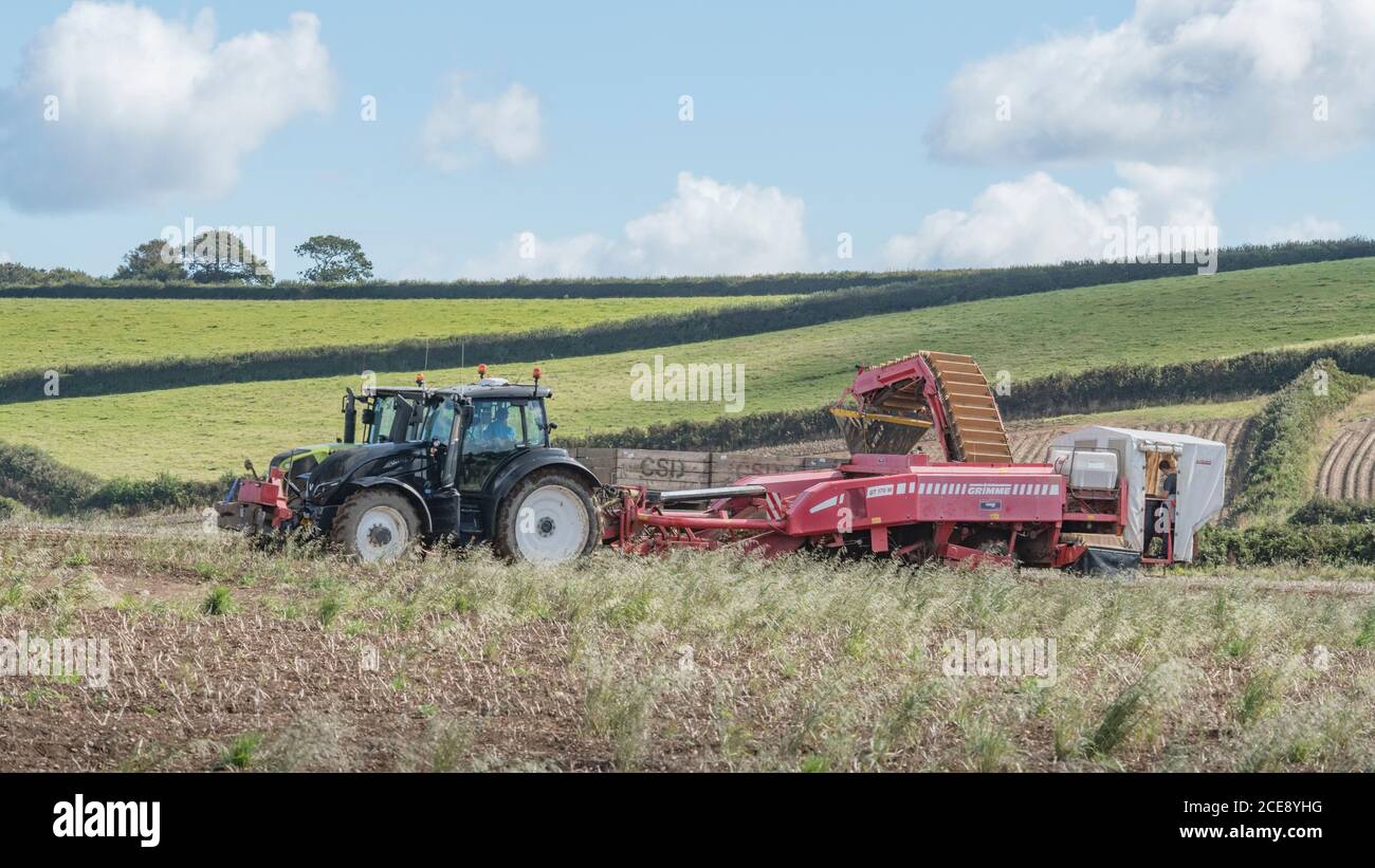 2020 UK Kartoffelernte mit Grimme Kartoffelerntemaschine gezogen von Valtra Traktor & Anhänger gezogen von Claas Arion 640 Traktor. Feld 16:9 Querformat. Stockfoto