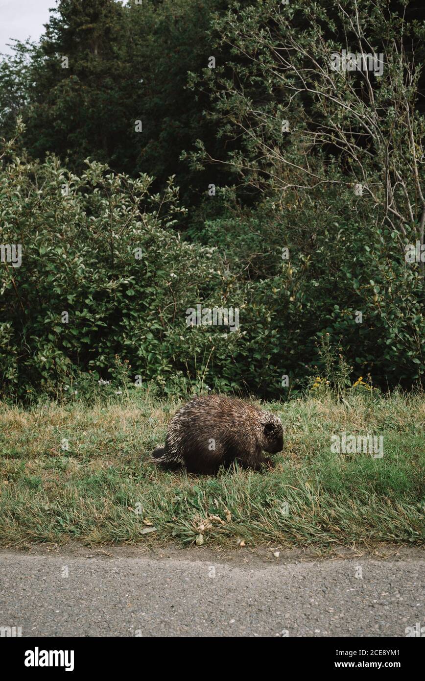 Braunbiber von natürlichen Lebensraum im La Mauricie Nationalpark Sitzen auf grünem Gras am Straßenrand Stockfoto