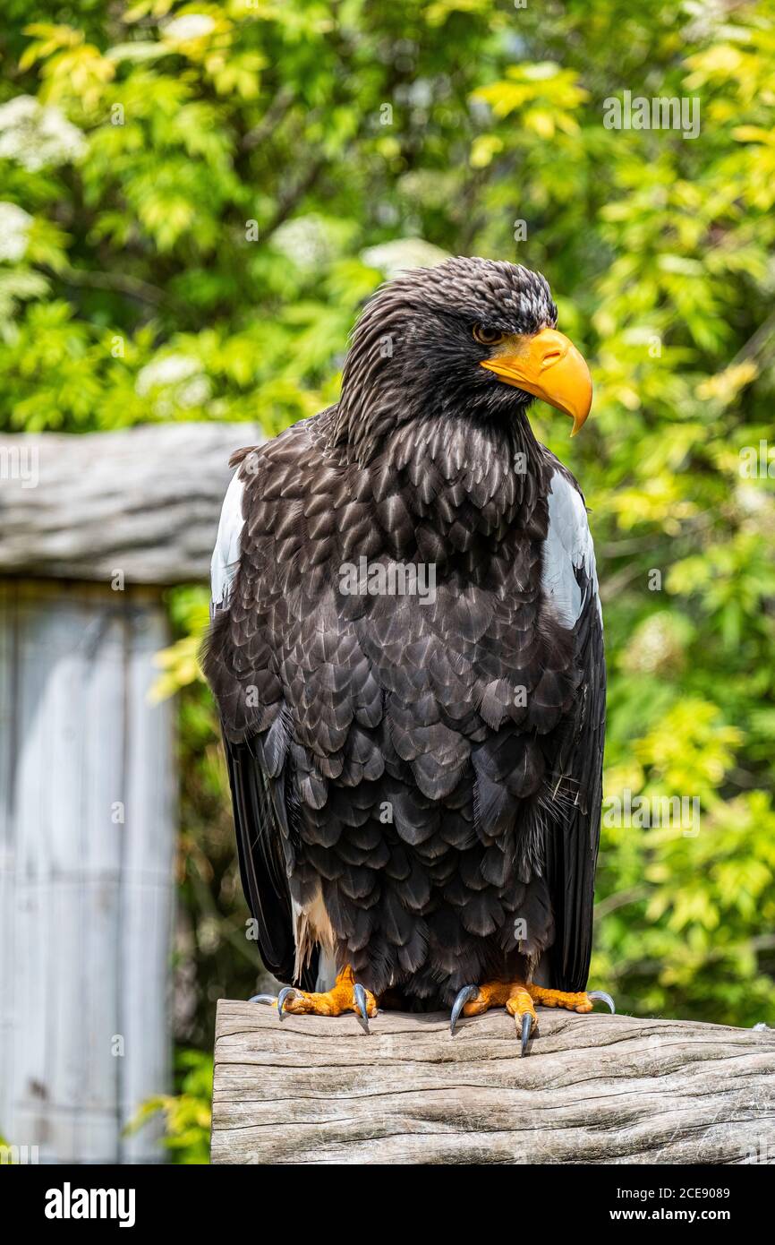 Steller Seeadler mit der Hauptrolle an der Seite. Stockfoto