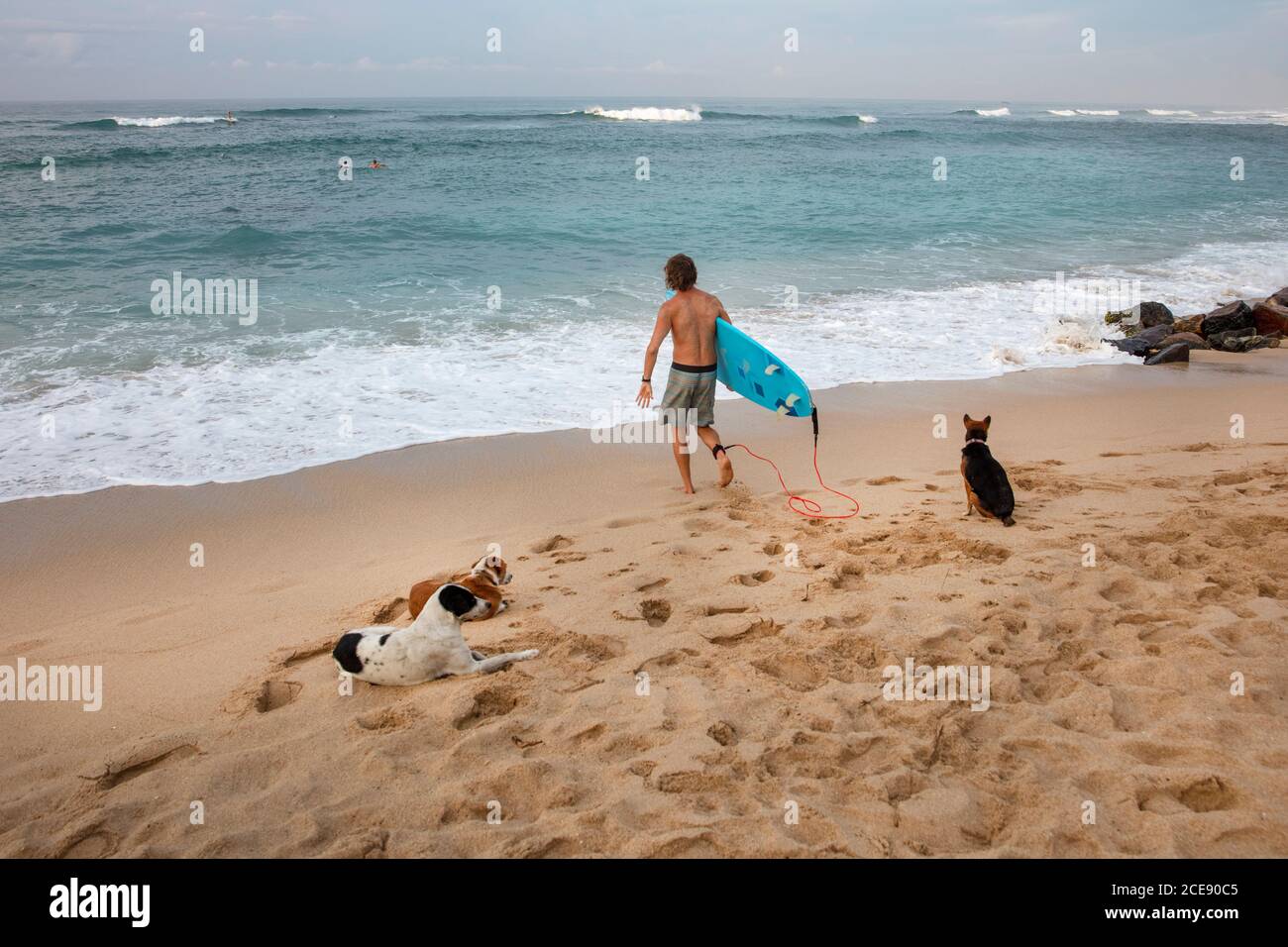 Sri Lanka, Ahangama, Surfstrand. Surfer und Hunde. Stockfoto