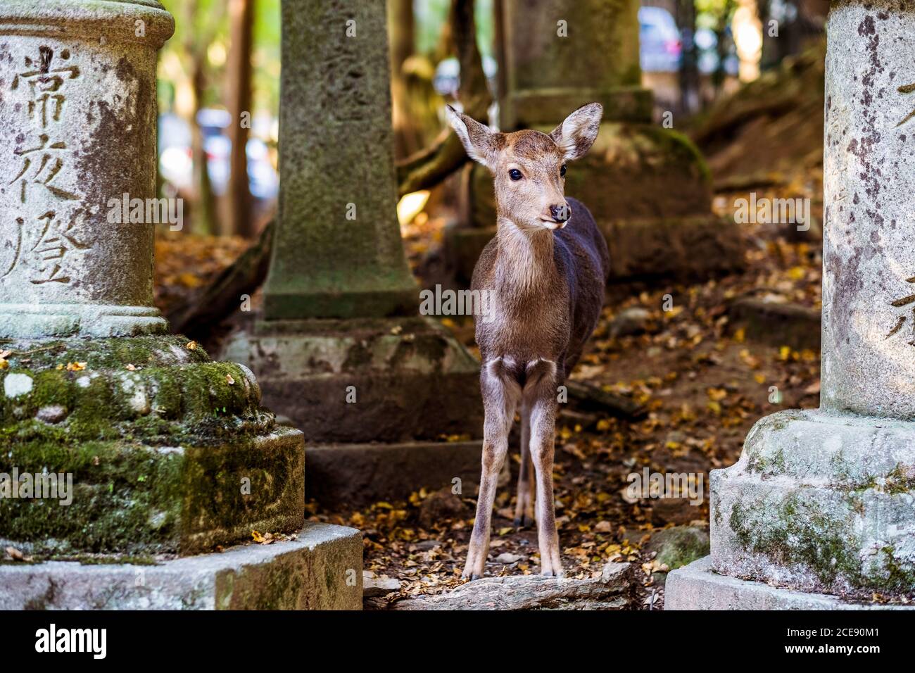 Ein junger Hirsch unter den japanischen Gräbern im Nara Nationalpark. Stockfoto