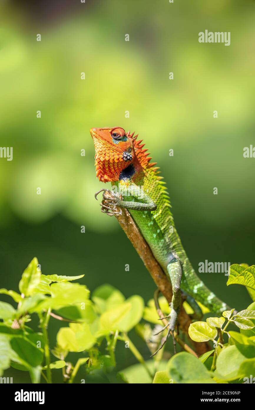 Sri Lanka, Waduwa, Leben Ayurveda Resort, Dorf Tour Ausflug. Gemeine grüne Waldeidechse (Kalotten-Kalotten). Männchen in der Brutzeit. Stockfoto