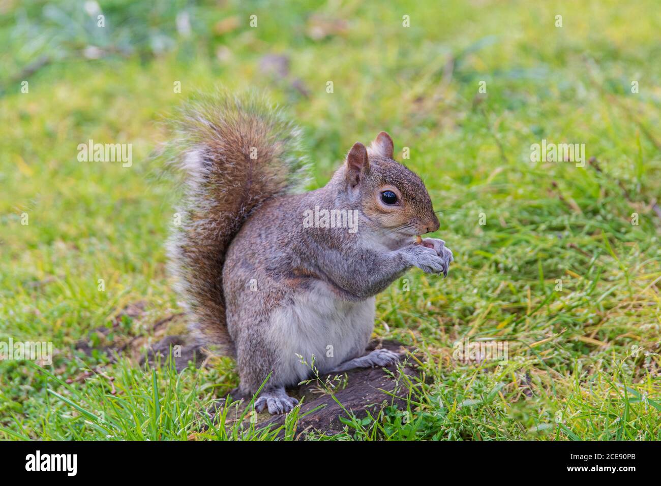 Graues Eichhörnchen essen eine Nuss in Green Park London UK Stockfoto