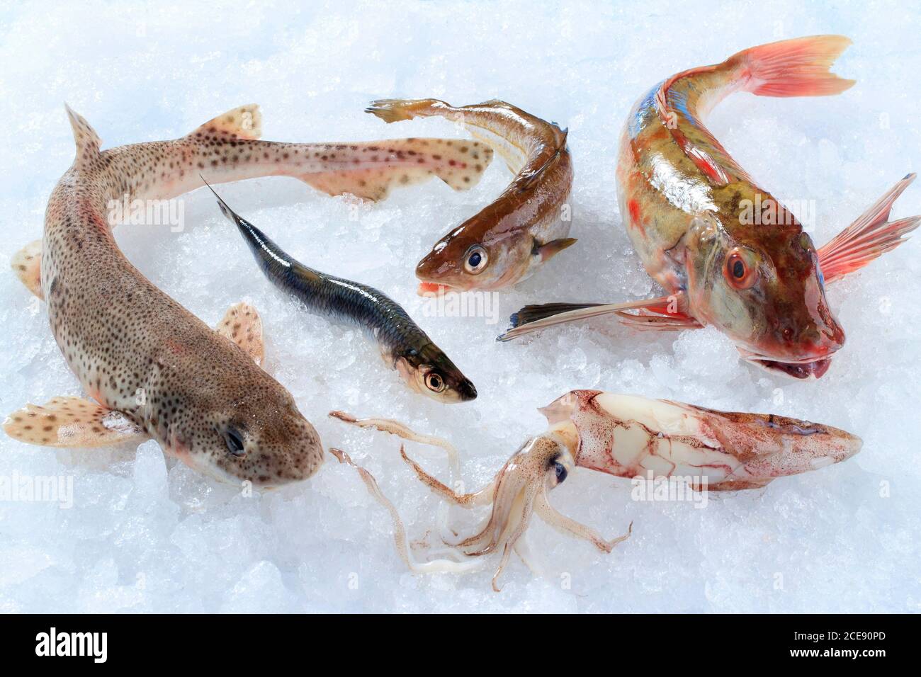 Fisch auf Eis in einem Fischgeschäft Stockfoto