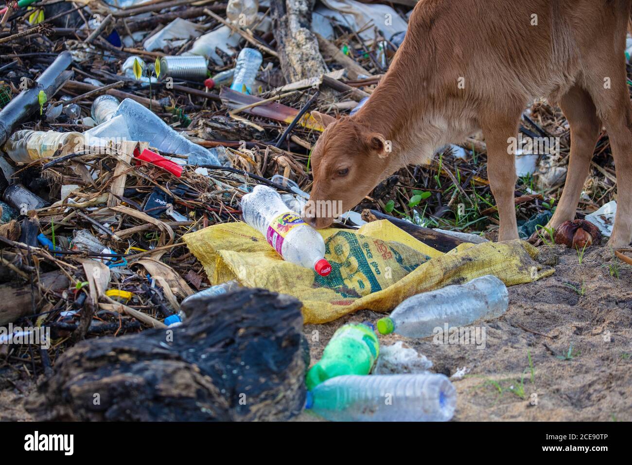 Sri Lanka, Waduwa, Kalb Essen Plastikkohl. Stockfoto